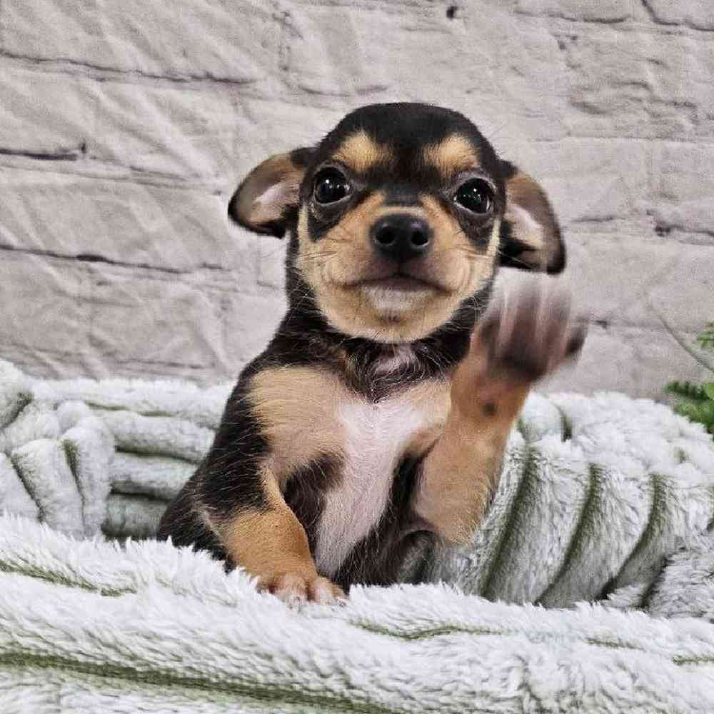 Female Chihuahua Puppy for Sale in Monroeville, PA