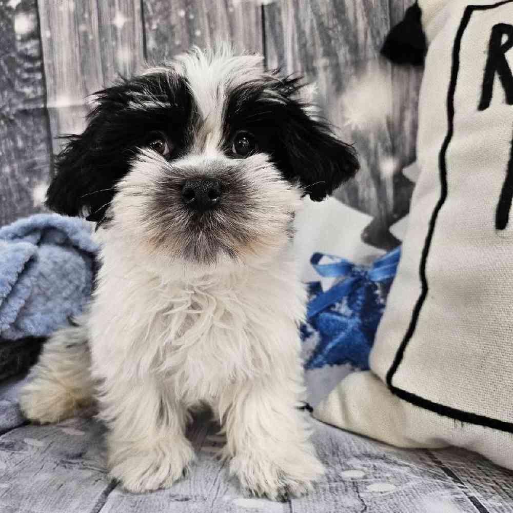 Male Havanese Puppy for Sale in Monroeville, PA