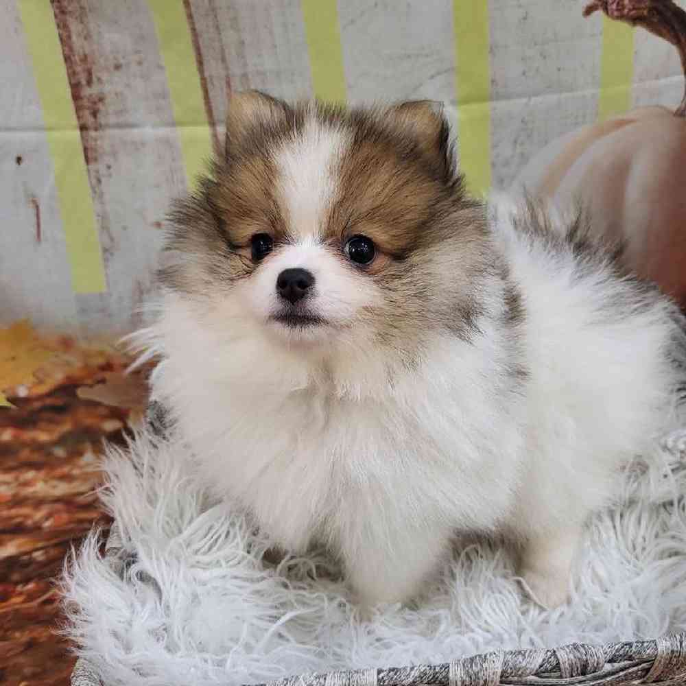 Female Pomeranian Puppy for Sale in Monroeville, PA