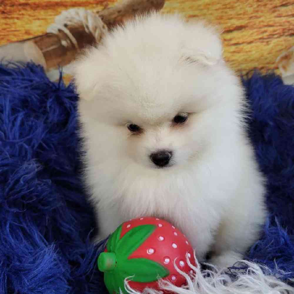 Male Pomeranian Puppy for Sale in Monroeville, PA