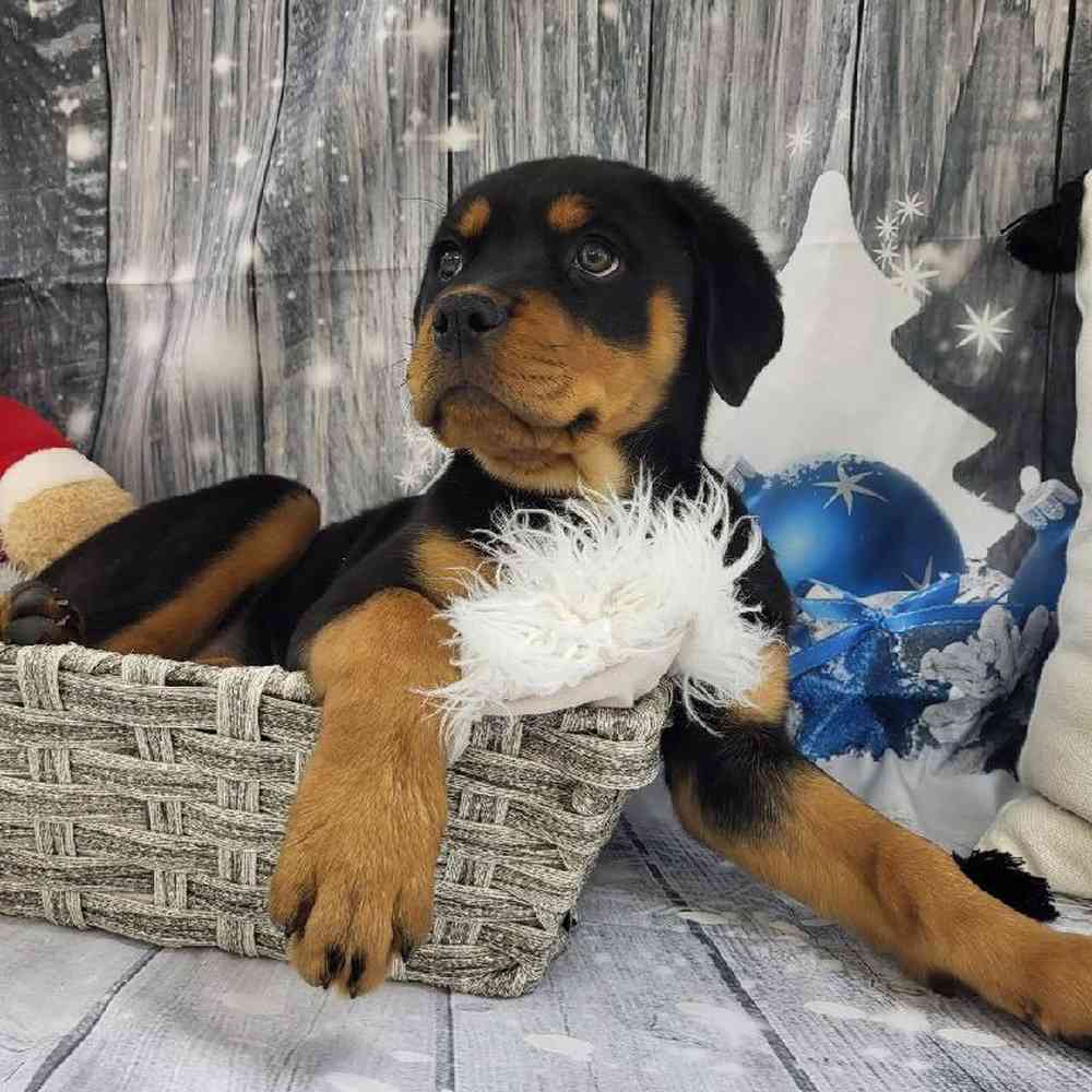 Female Rottweiler Puppy for Sale in Monroeville, PA