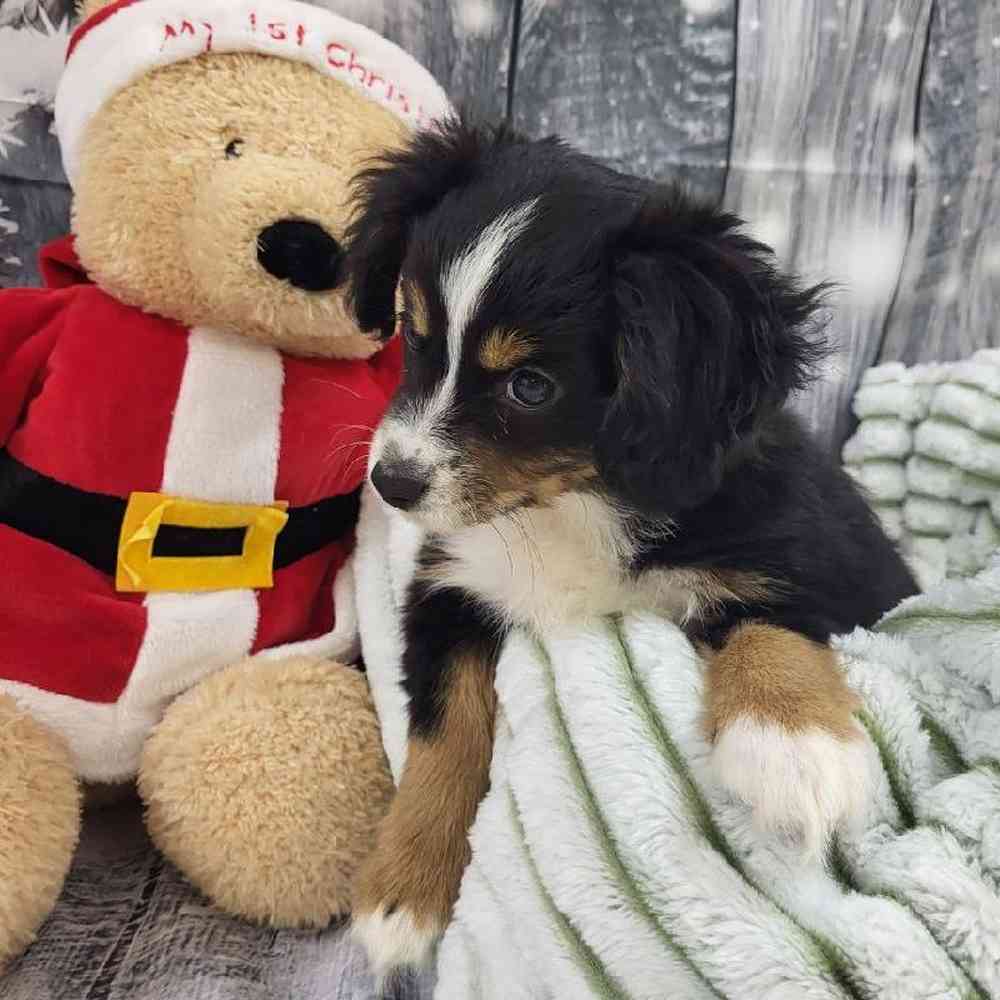 Male Miniature Australian Shepherd Puppy for Sale in Monroeville, PA