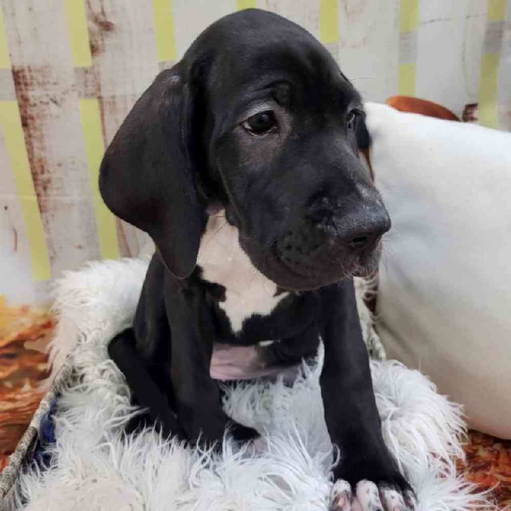 Female Great Dane Puppy for Sale in Monroeville, PA