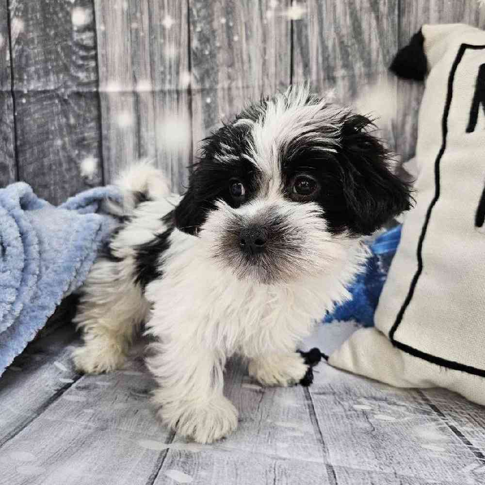 Male Havanese Puppy for Sale in Monroeville, PA