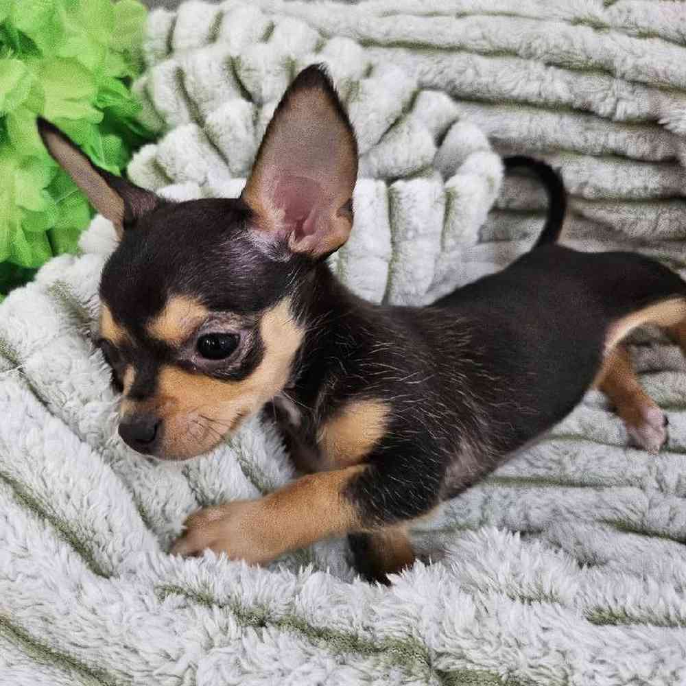 Female Chihuahua Puppy for Sale in Monroeville, PA