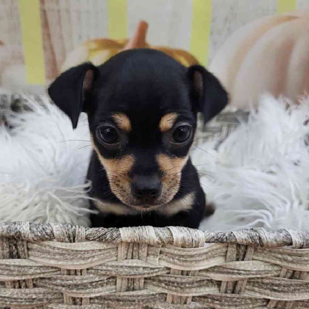 Female Chihuahua Puppy for Sale in Monroeville, PA