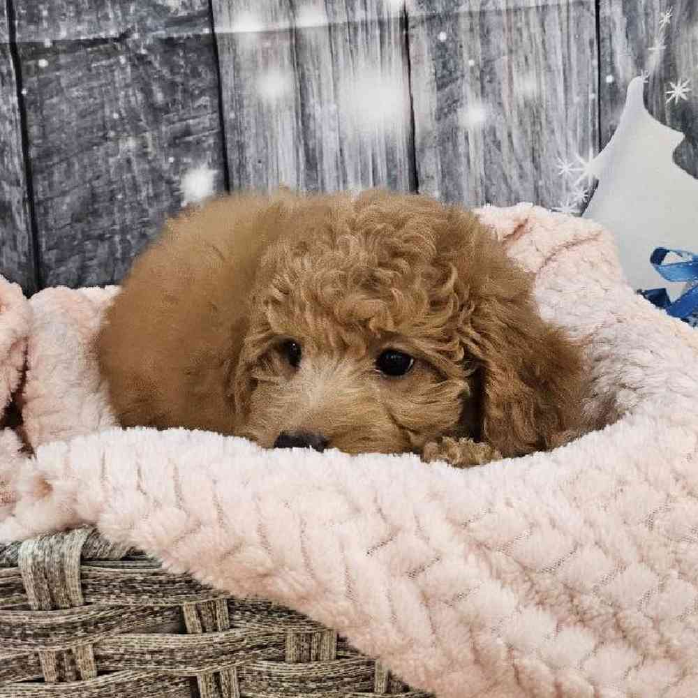 Female Mini Goldendoodle 2nd Gen. Puppy for Sale in Monroeville, PA