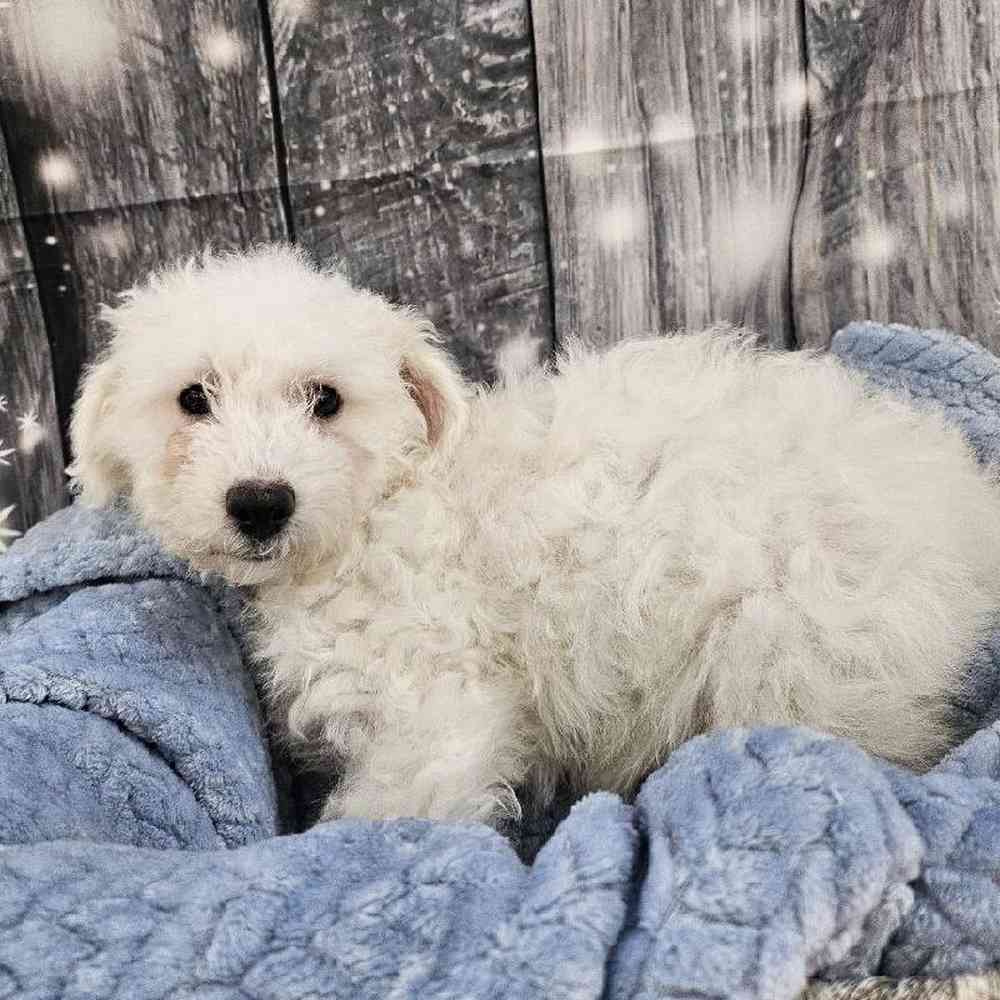 Male Bichon Puppy for Sale in Monroeville, PA