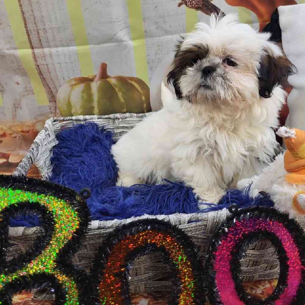 Female Shih Tzu Puppy for Sale in Monroeville, PA