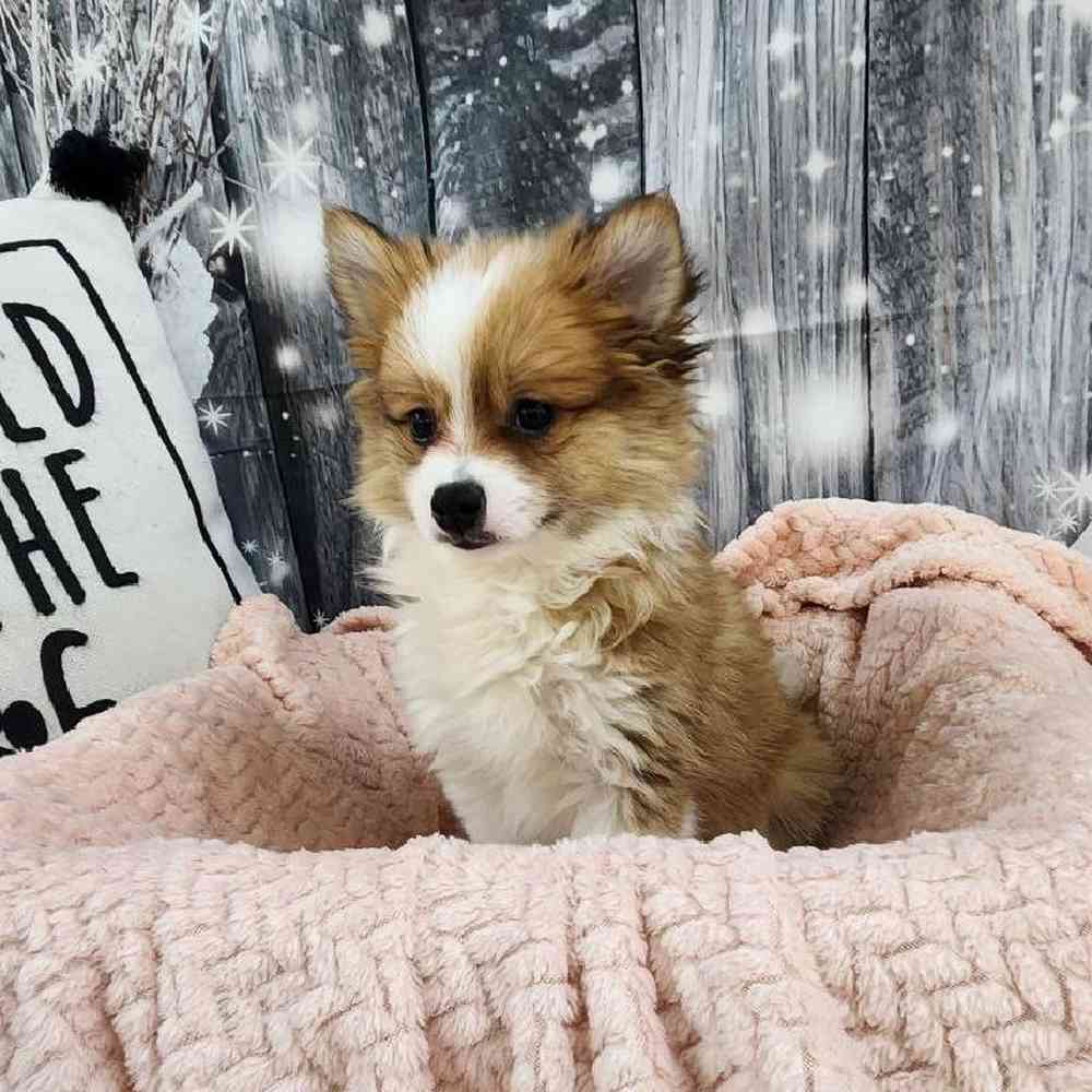 Female Pomeranian Puppy for Sale in Monroeville, PA