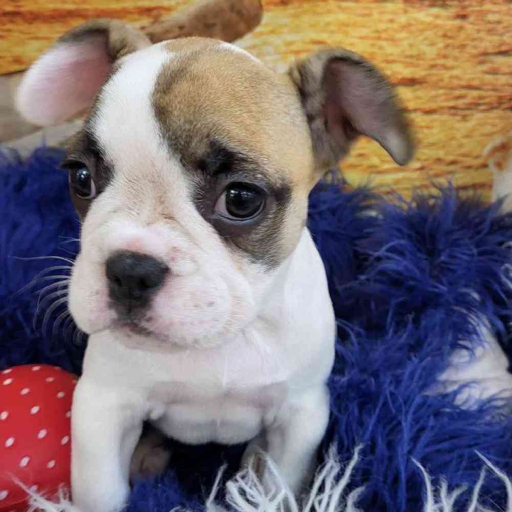 Female French Bulldog Puppy for Sale in Monroeville, PA