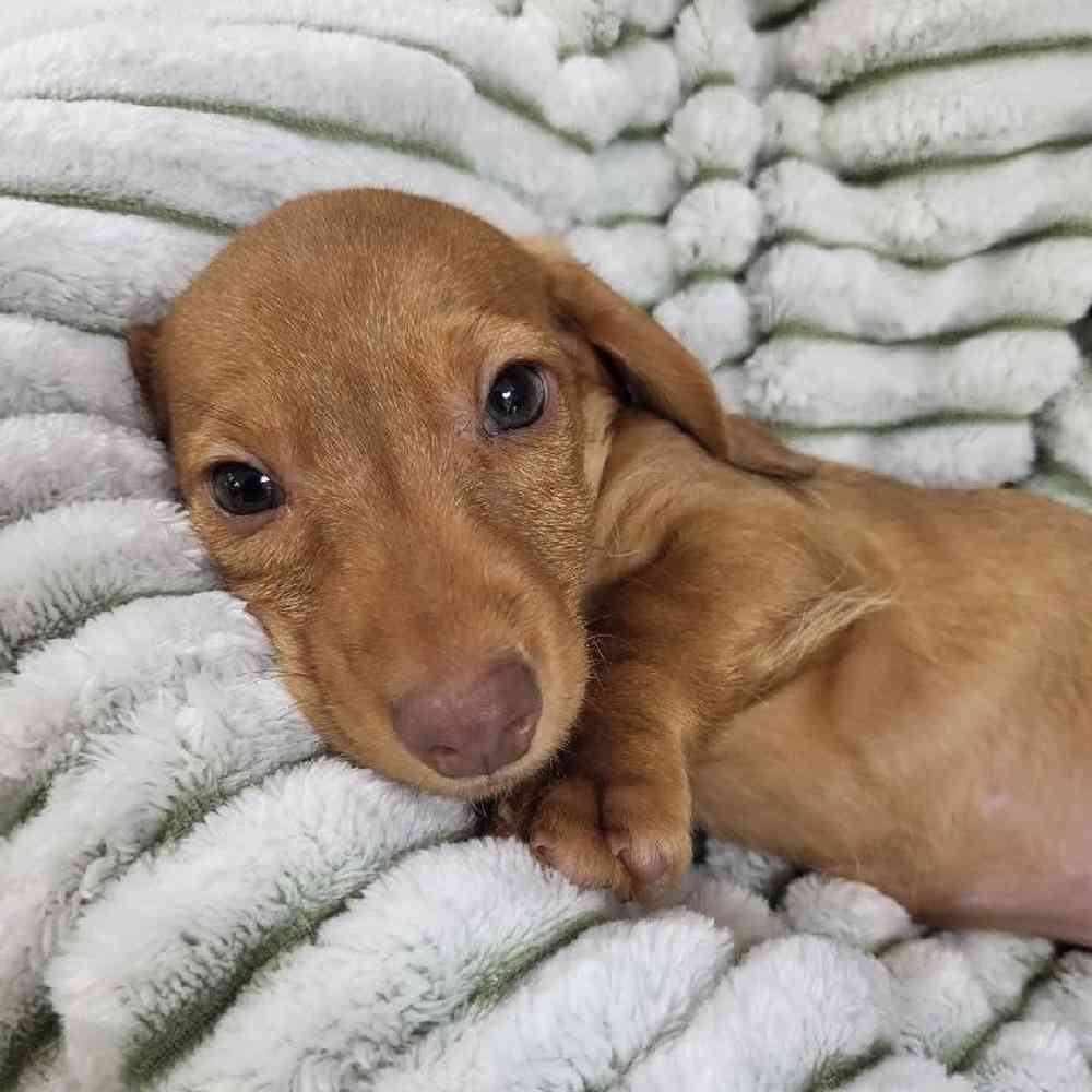 Male Dachshund Puppy for Sale in Monroeville, PA