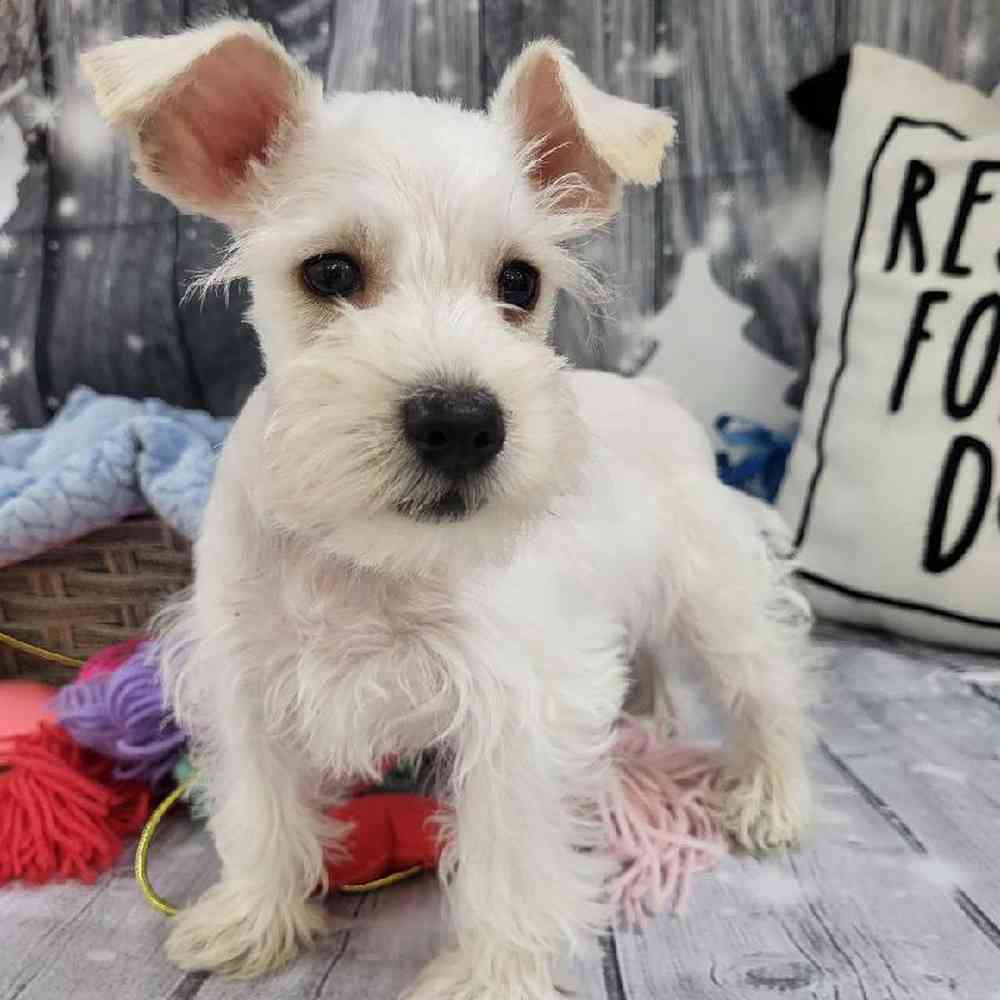 Male Mini Schnauzer Puppy for Sale in Monroeville, PA