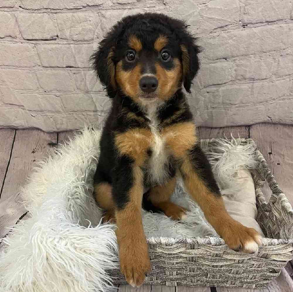 Female Mini Bernedoodle 2nd Gen Puppy for Sale in Pittsburgh, PA