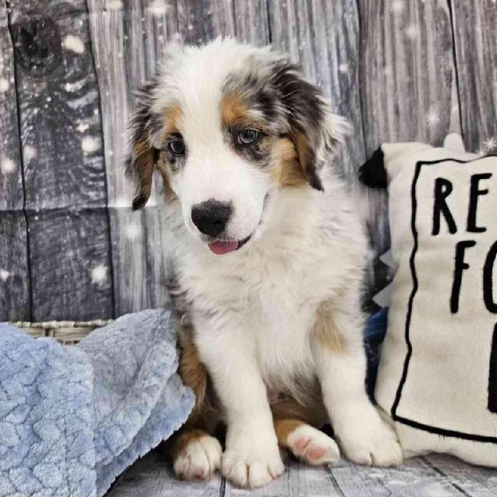 Male Australian Shepherd Puppy for Sale in Monroeville, PA