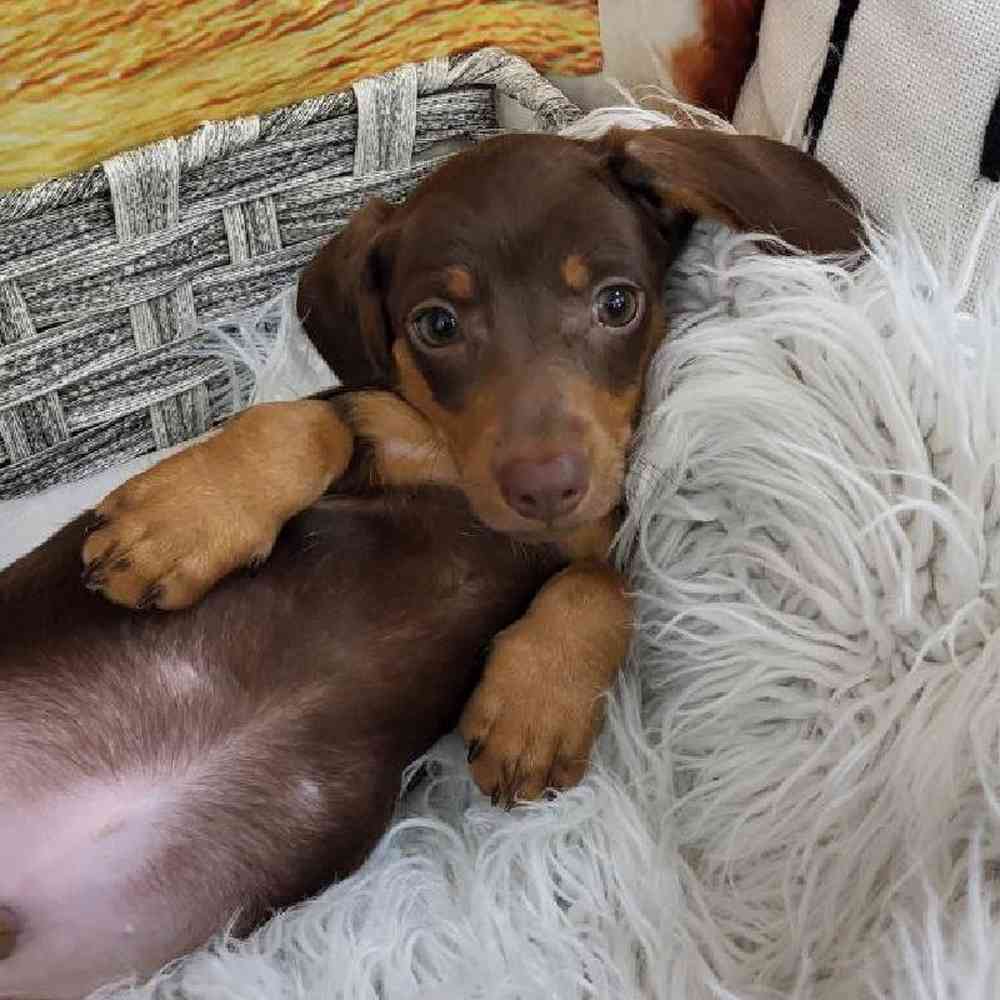 Male Dachshund Puppy for Sale in Monroeville, PA