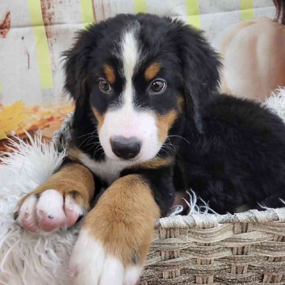 Male Bernese Mountain Dog Puppy for Sale in Monroeville, PA