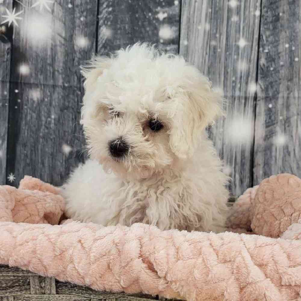 Female Bichon Puppy for Sale in Monroeville, PA