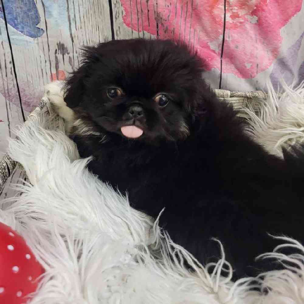 Female Pekingese Puppy for Sale in Monroeville, PA