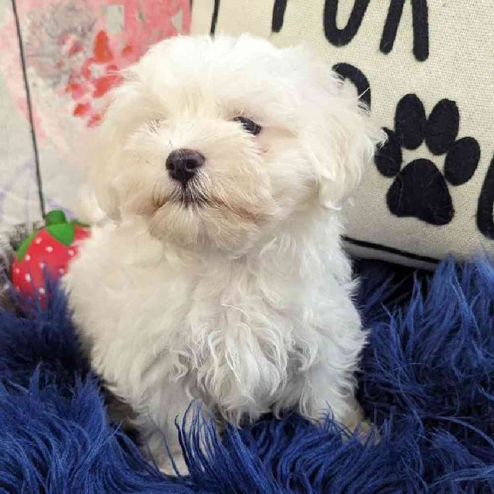 Male Maltese Puppy for Sale in Monroeville, PA