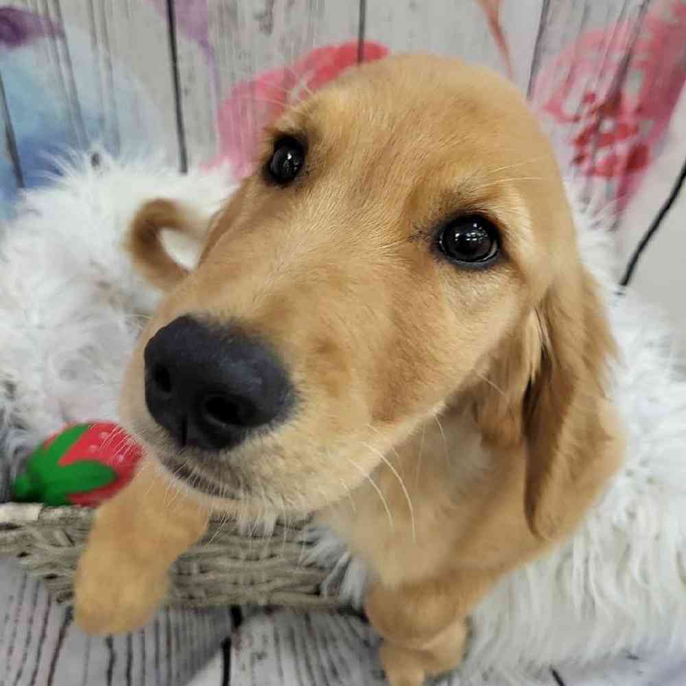 Male Golden Retriever Puppy for Sale in Monroeville, PA