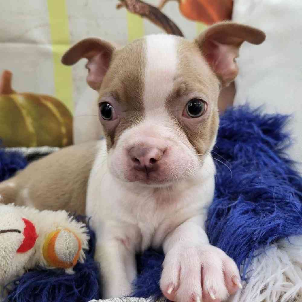 Male Boston Terrier Puppy for Sale in Monroeville, PA