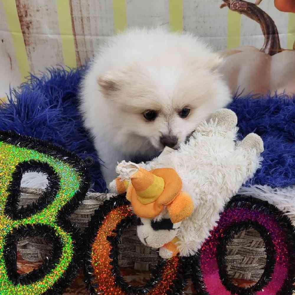 Male Pomeranian Puppy for Sale in Monroeville, PA