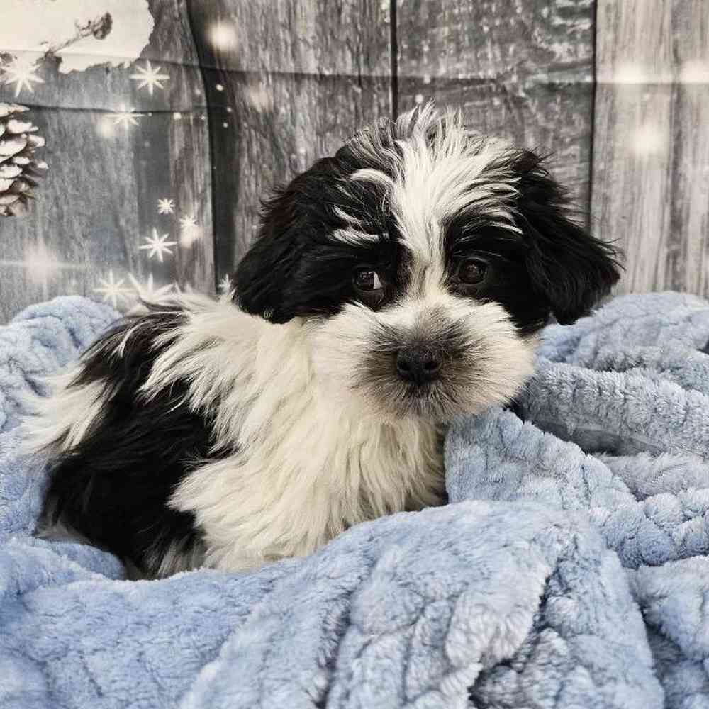 Male Havanese Puppy for Sale in Monroeville, PA