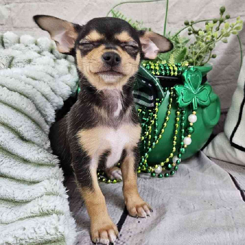 Female Chihuahua Puppy for Sale in Monroeville, PA