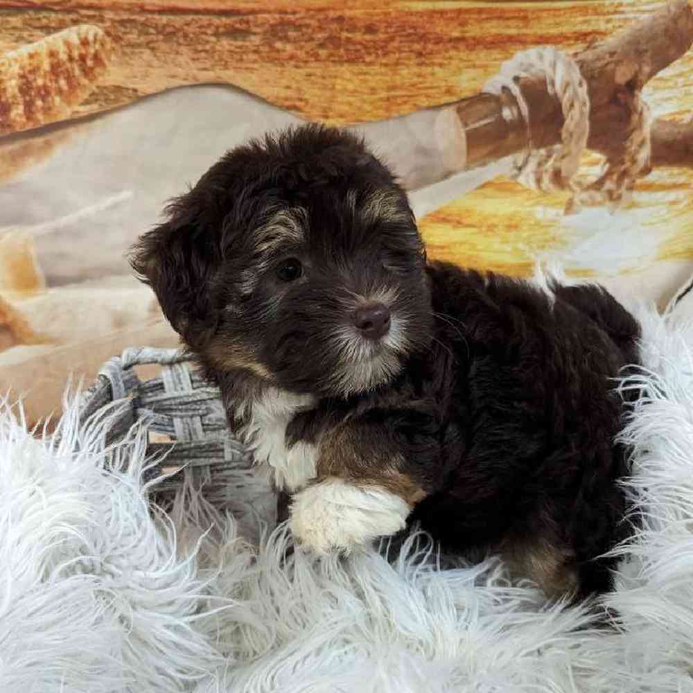 Female Havanese Puppy for Sale in Monroeville, PA