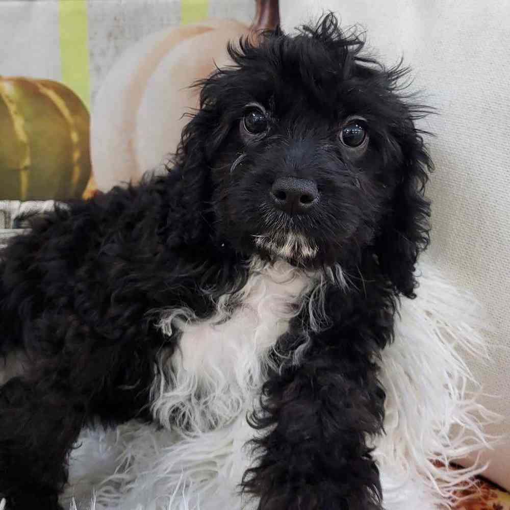 Male Cavapoo Puppy for Sale in Monroeville, PA