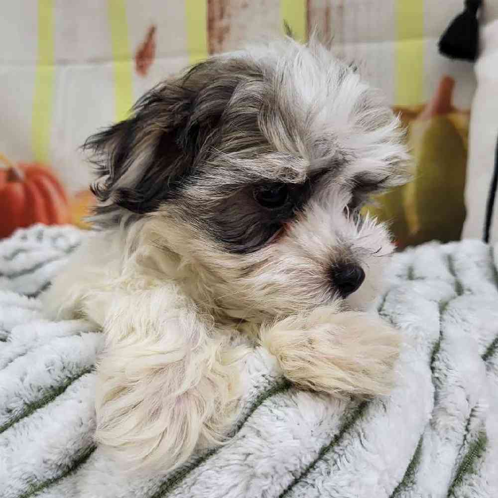 Male Morkie Puppy for Sale in Monroeville, PA