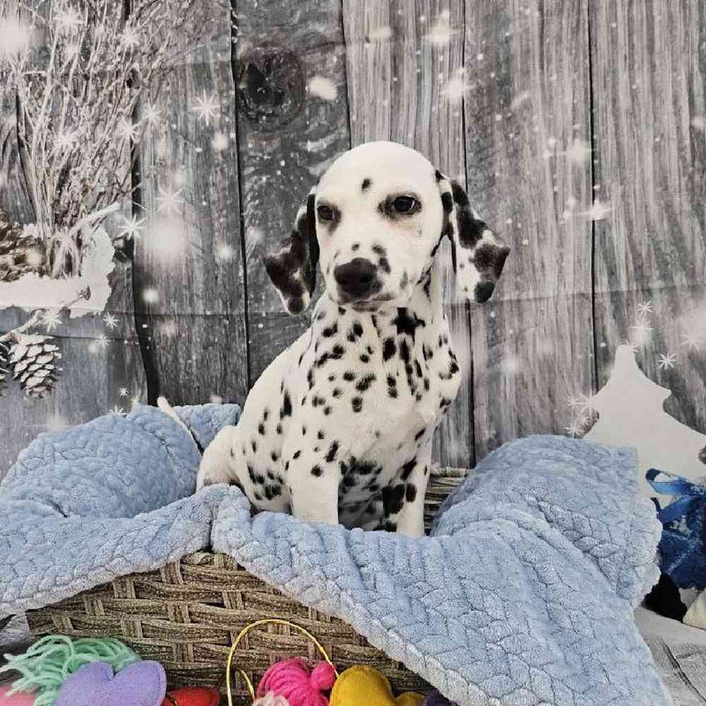 Male Dalmatian Puppy for Sale in Monroeville, PA