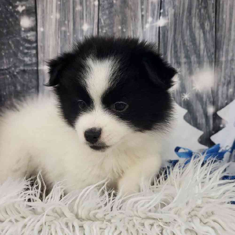 Female Pomsky 2nd gen. Puppy for Sale in Monroeville, PA