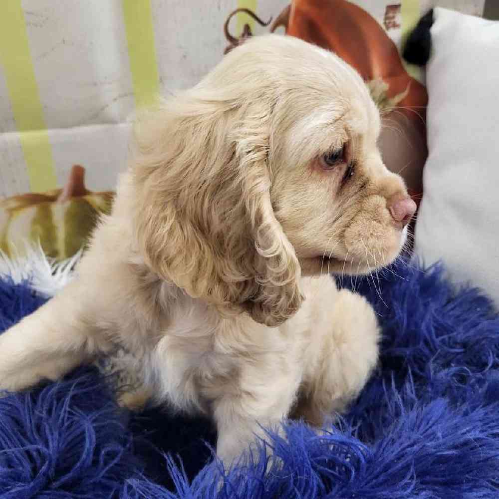 Male Cocker Spaniel Puppy for Sale in Monroeville, PA