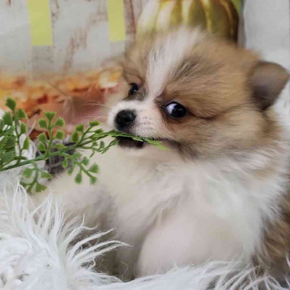 Male Pomeranian Puppy for Sale in Monroeville, PA