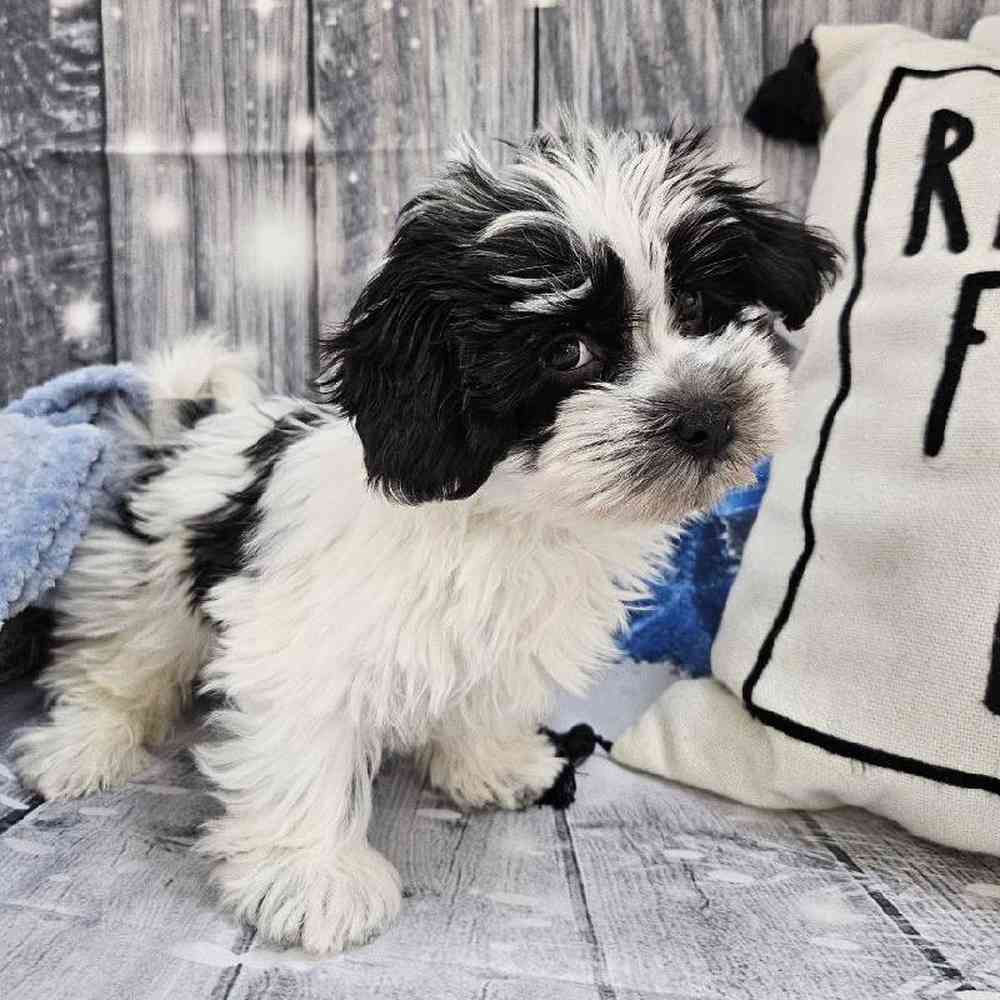 Male Havanese Puppy for Sale in Monroeville, PA