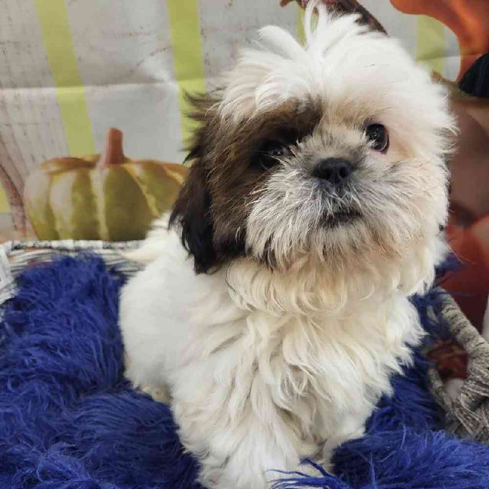 Female Shih Tzu Puppy for Sale in Monroeville, PA