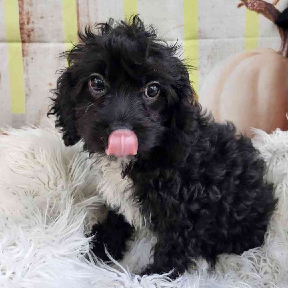 Male Cavapoo Puppy for Sale in Monroeville, PA