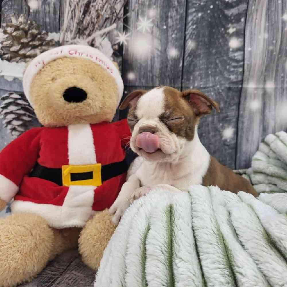 Female Boston Terrier Puppy for Sale in Monroeville, PA