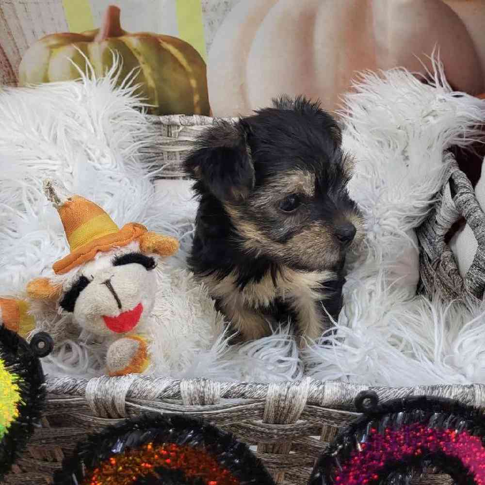 Female Yorkie Puppy for Sale in Monroeville, PA