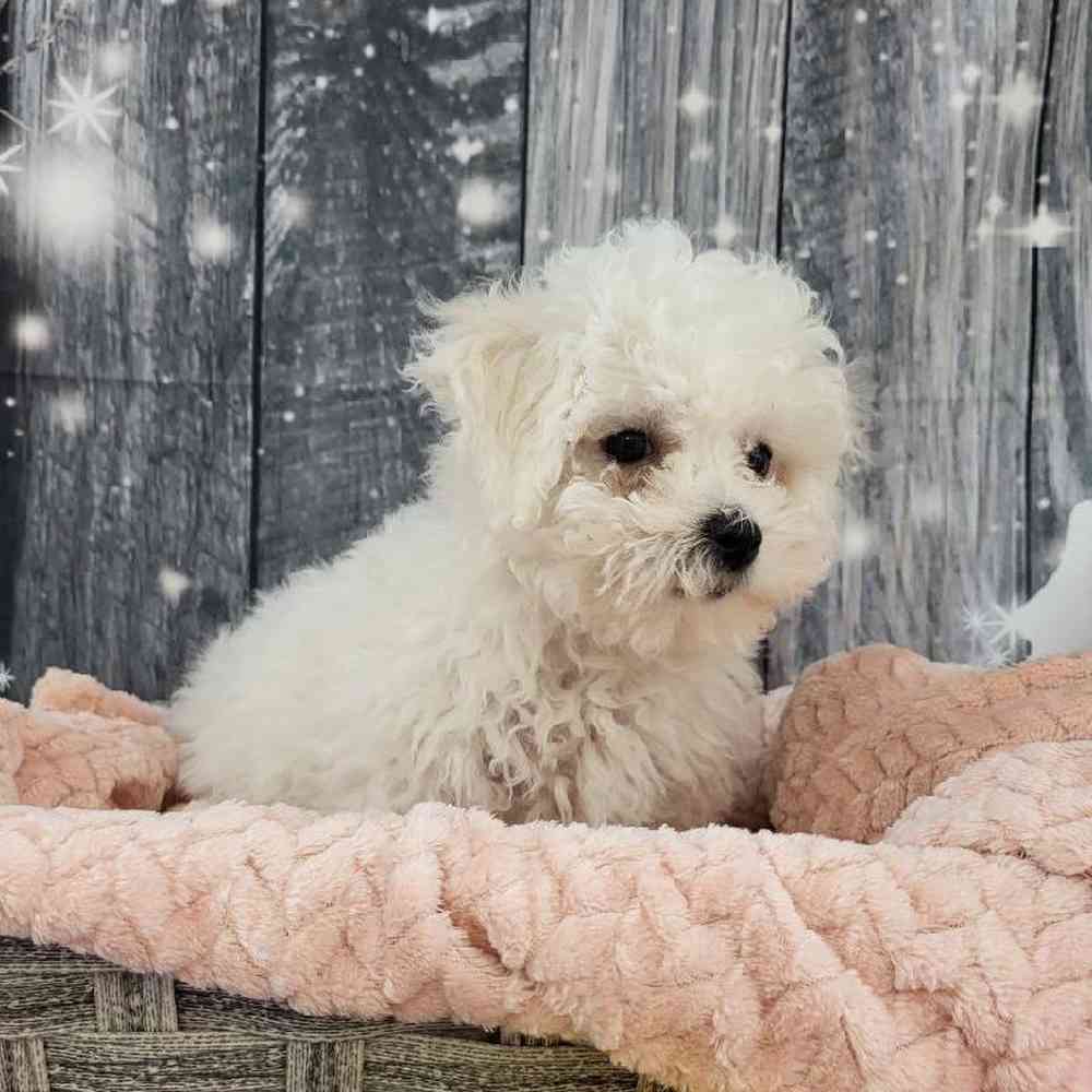 Female Bichon Puppy for Sale in Monroeville, PA