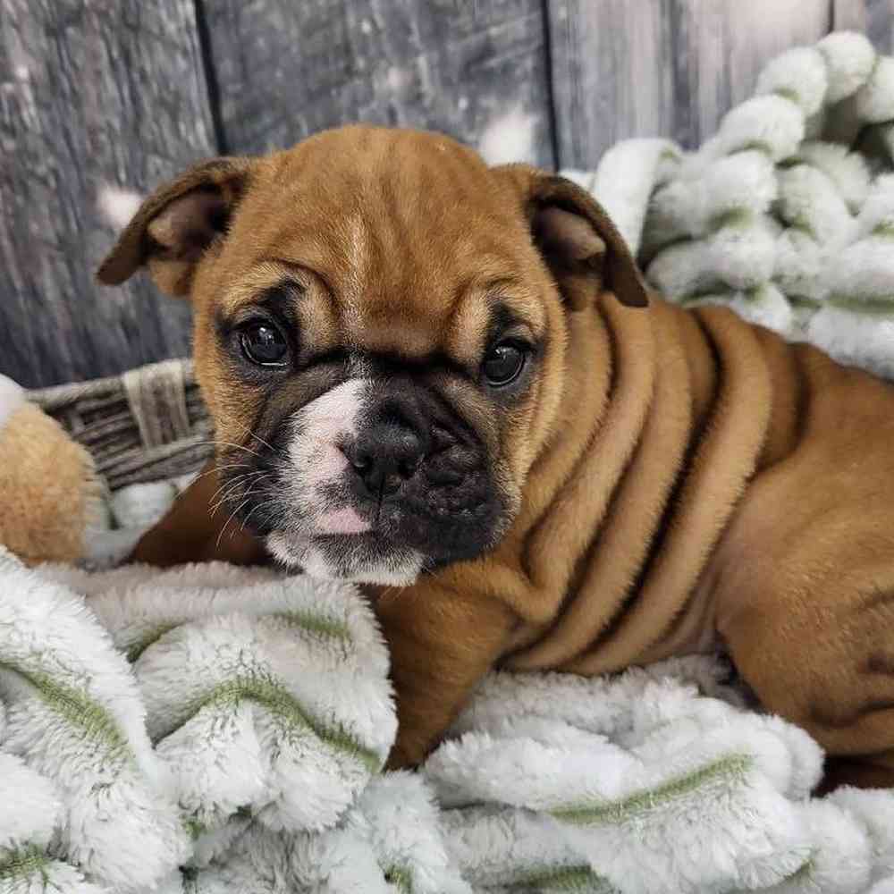 Female English Bulldog Puppy for Sale in Monroeville, PA