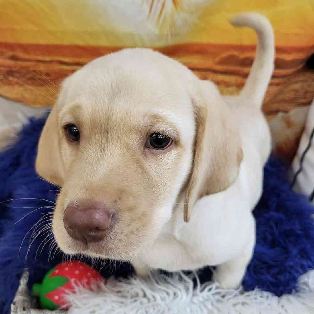 Male Labrador Retriever Puppy for Sale in Monroeville, PA