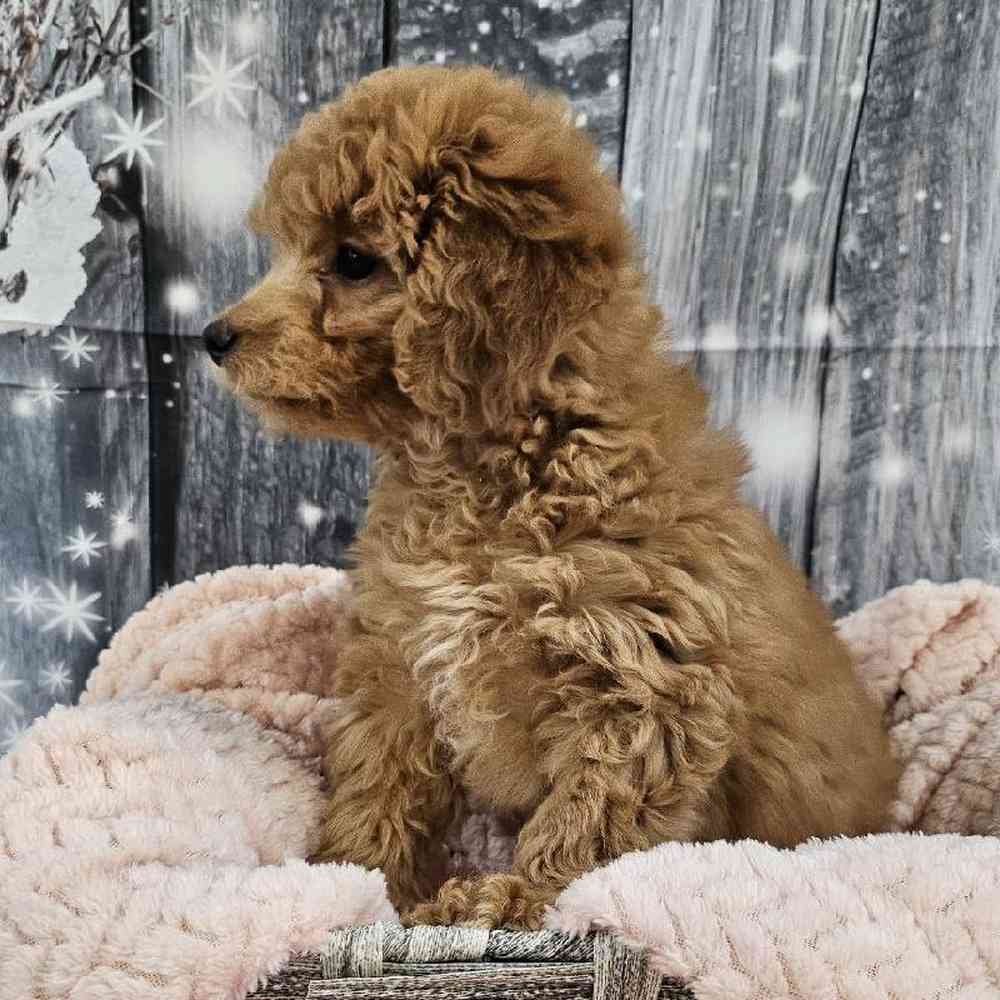 Female Mini Goldendoodle 2nd Gen. Puppy for Sale in Monroeville, PA