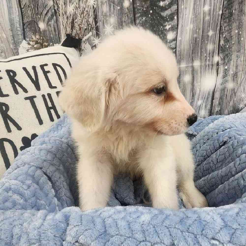 Male Great Pyrenees Puppy for Sale in Monroeville, PA