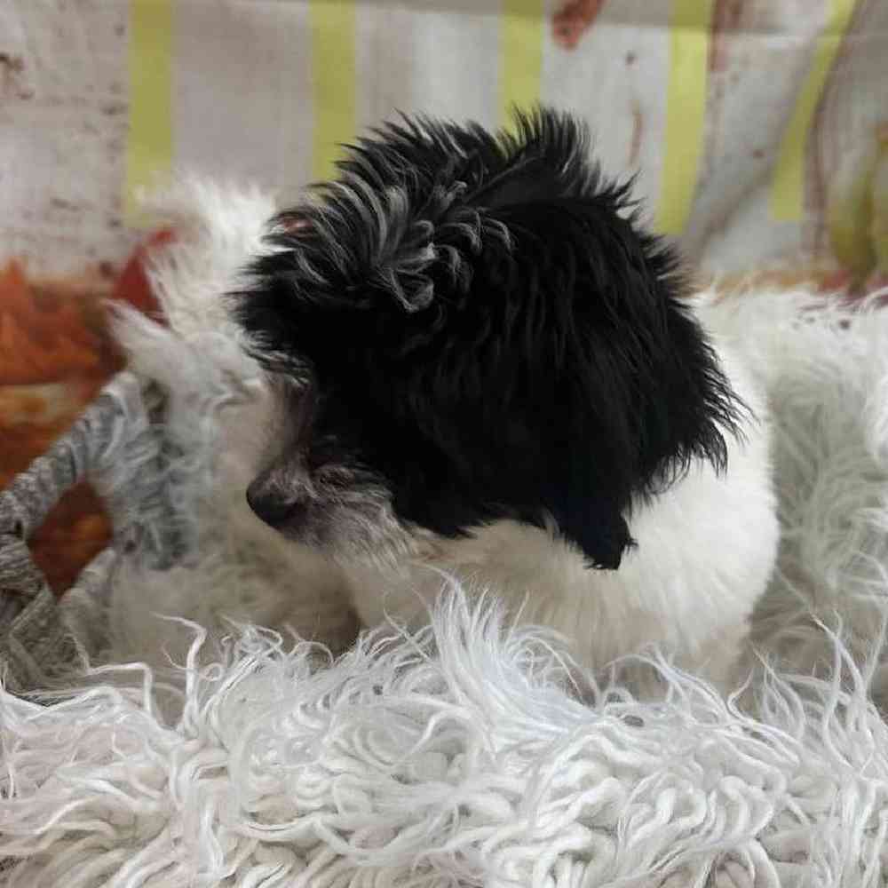 Male Coton De Tulear Puppy for Sale in Monroeville, PA