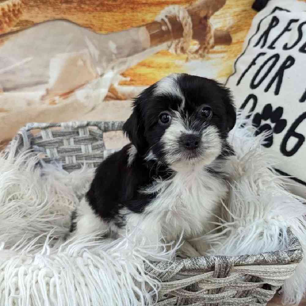 Female Shorkie Puppy for Sale in Monroeville, PA