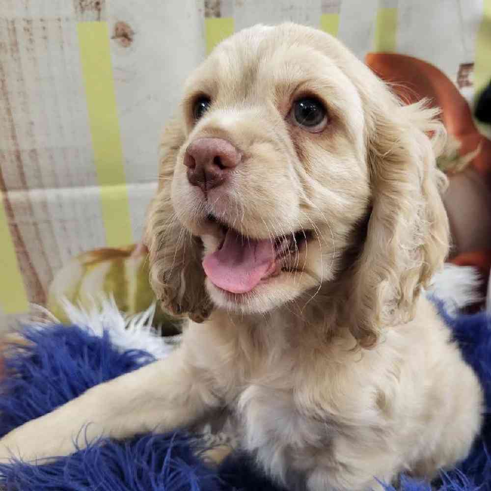 Male Cocker Spaniel Puppy for Sale in Monroeville, PA