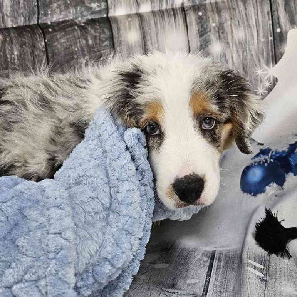 Male Australian Shepherd Puppy for Sale in Monroeville, PA